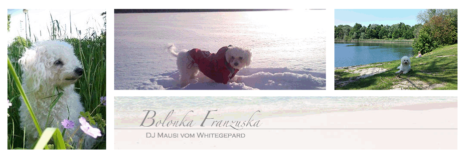 Bolonka Franzuska russischer Zarenhund weißes Schoßhündchen